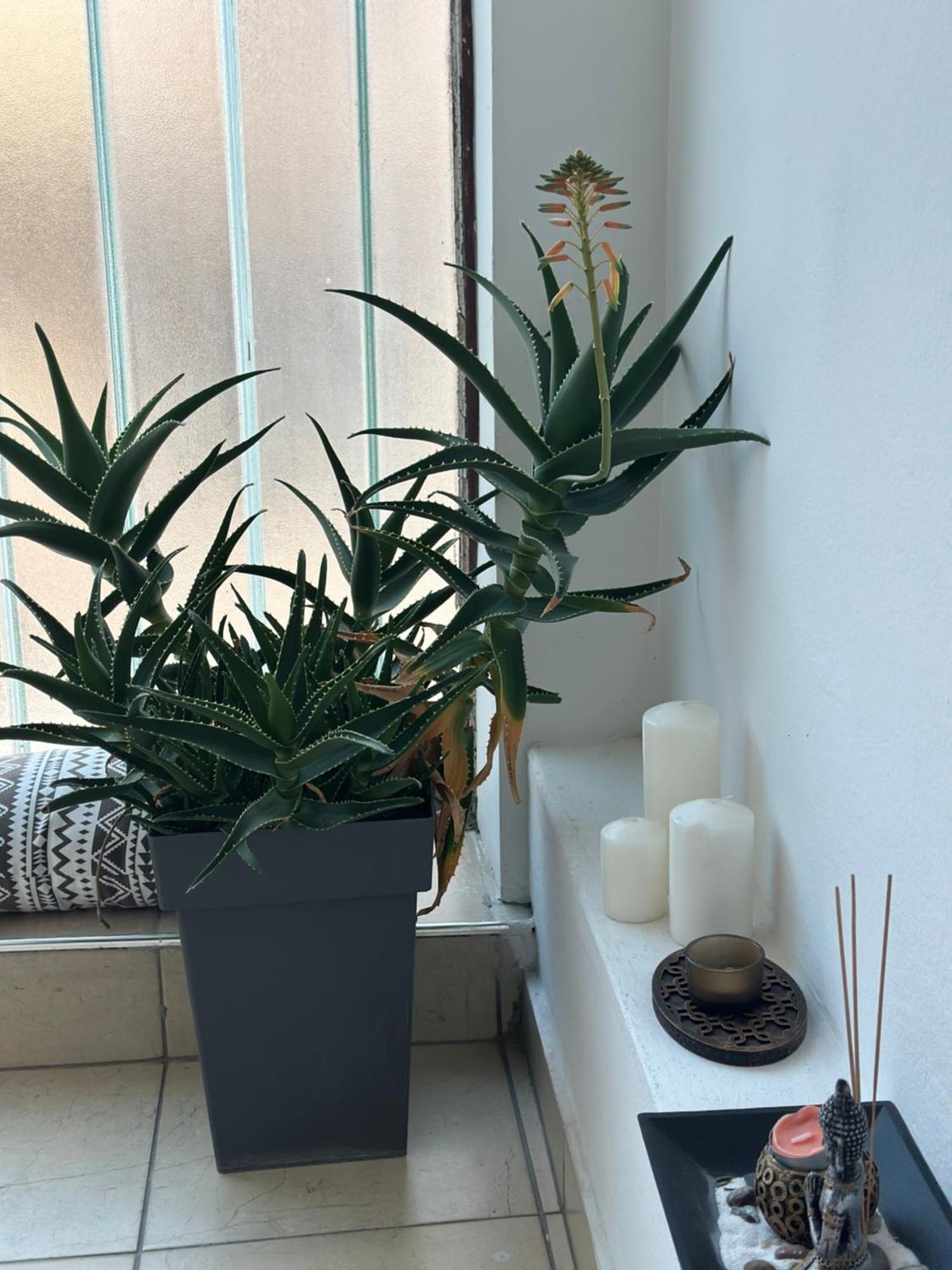 Lilyy Appartement Leskovac  Buitenkant foto